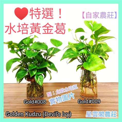 辦公室水種植物風水|居家風水：水種植物佈置